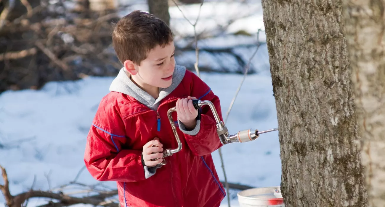 Little boy tapping a maple tree with tools for maple syrup.
