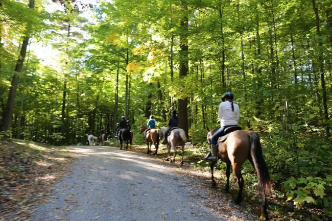 Kids riding on horses on a path through a green forest.