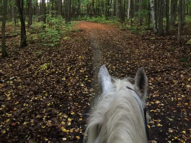 The back of a white horses' head as it travels down a leaf-littered path in a tree-lined forest. 